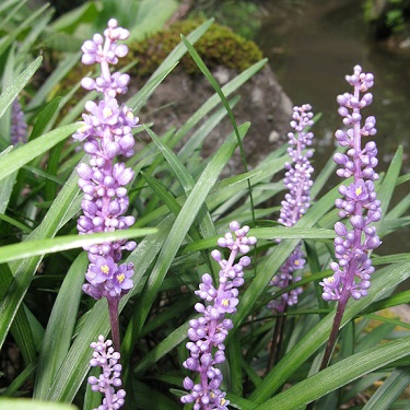 Liriope 'Evergreen Giant'