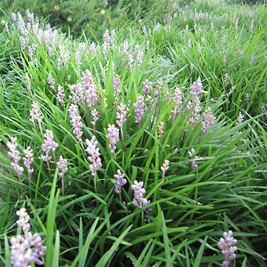 Liriope 'Isabella'