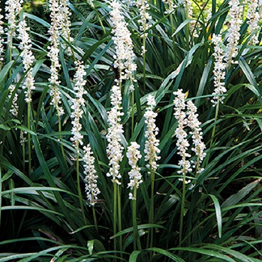 Liriope muscari 'Monroe White'