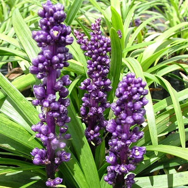 Liriope muscari 'Royal Purple'