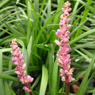 Liriope muscari 'Samantha'