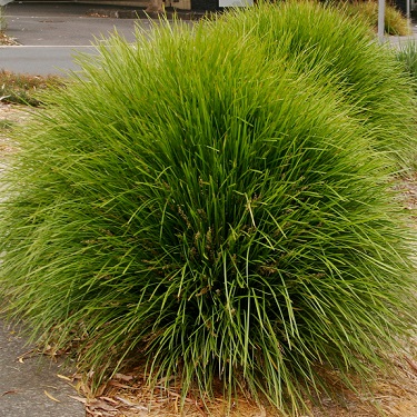 Lomandra 'Lime Tuff'