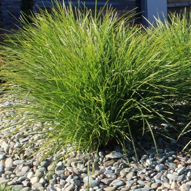 Lomandra 'Little Pal'