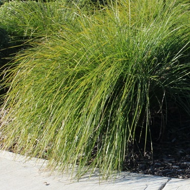 Lomandra 'Tanika'