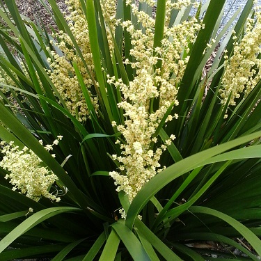 Lomandra 'Titan'