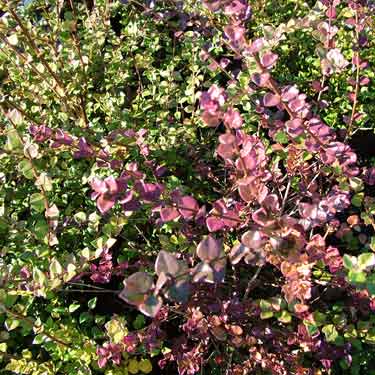 Lonicera nitida 'Honey Hedge Ruby'