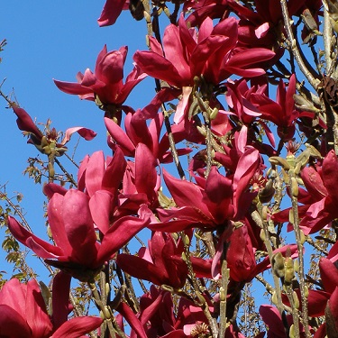 Magnolia dec 'Burgundy Star'