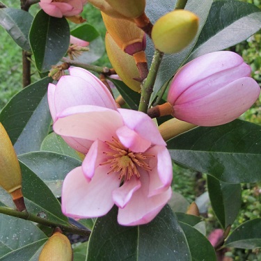 Magnolia 'Fairy Blush'