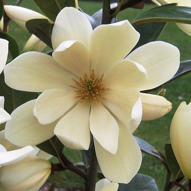 Magnolia 'Fairy Cream'