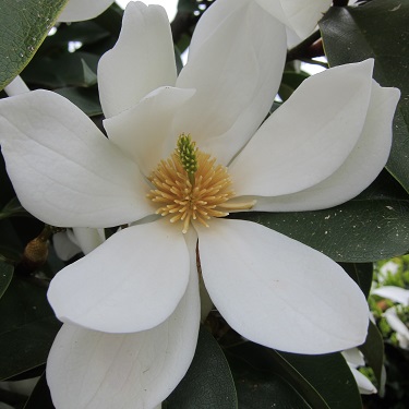 Magnolia 'Fairy White'