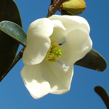 Magnolia grand. 'DD Blanchard'