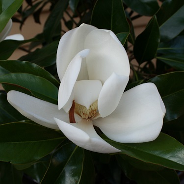 Magnolia grand. 'Kay Parris'
