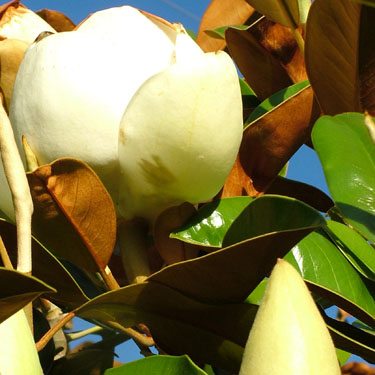 Magnolia grand. 'Little Gem'