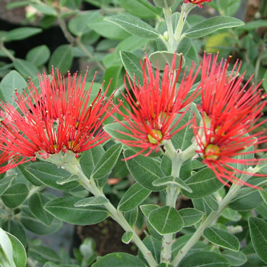 Metrosideros excelsa 'Scarlet Pimpernel'