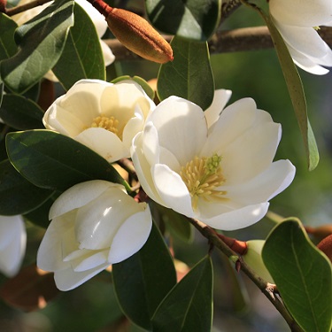 Michelia 'Honey Velvet'