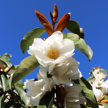 Michelia 'Royal White'