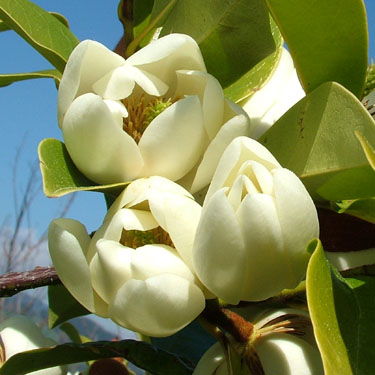 Michelia yunnanensis