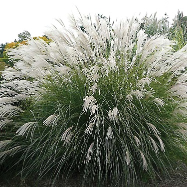 Miscanthus sinensis 'Gracillimus'