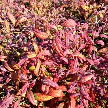 Nandina 'Firepower'