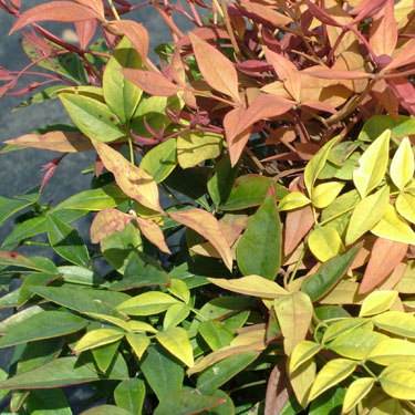 Nandina 'Gulfstream'