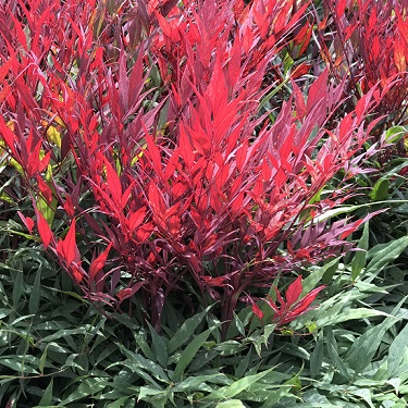 Nandina 'Little Flick'