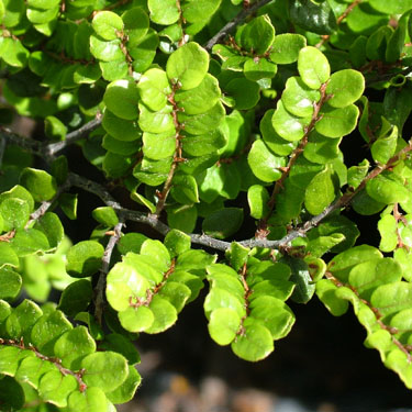 Nothofagus solandri cliffortioides