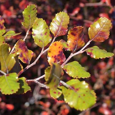 Nothofagus fusca