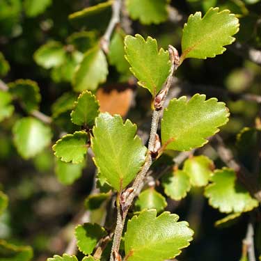 Nothofagus menziesii