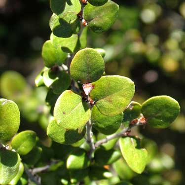 Nothofagus solandri