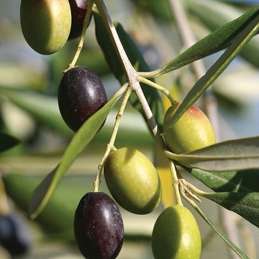 Olea 'Frantoio'