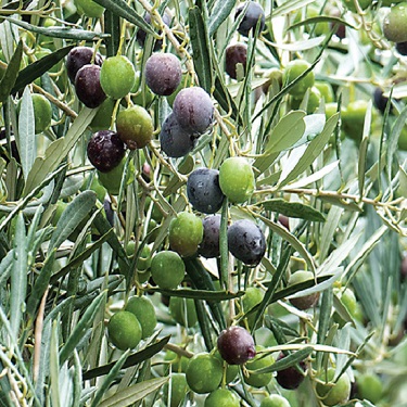 Olea 'Koroneiki'