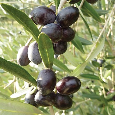 Olea 'Leccino'