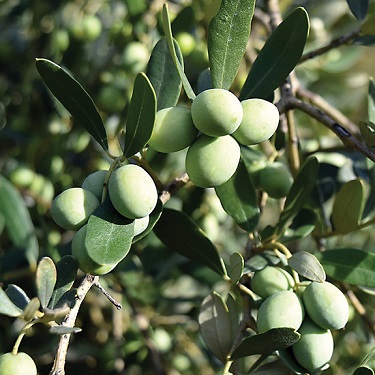 Olea 'Manzanillo'