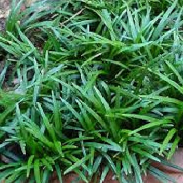 Ophiopogon japonicum