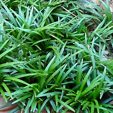 Ophiopogon planiscapus