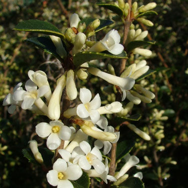 Osmanthus delavayi