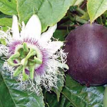 Passionfruit 'Black'