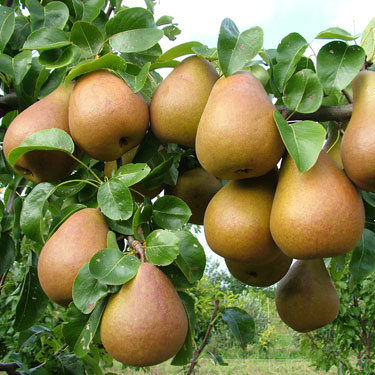 Pear 'Beurre Hardy'