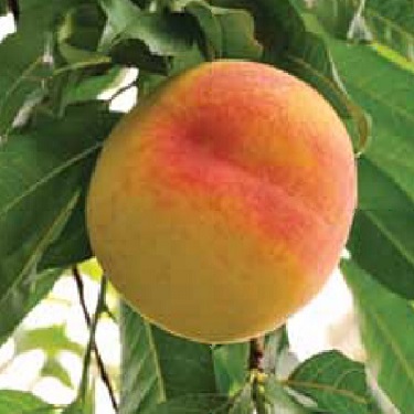 Peach 'Kotare Honey' 60cm Std