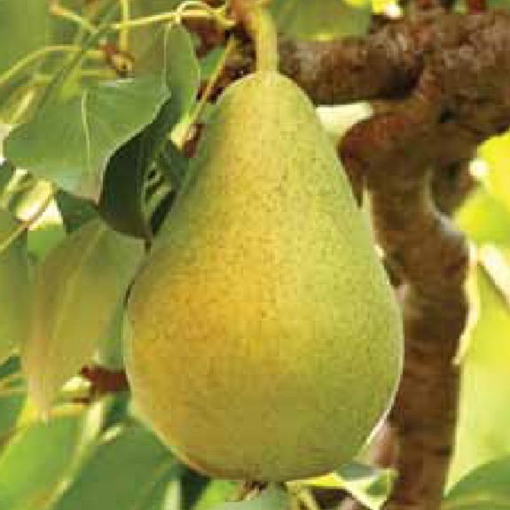 Pear 'Belle du Jumet'