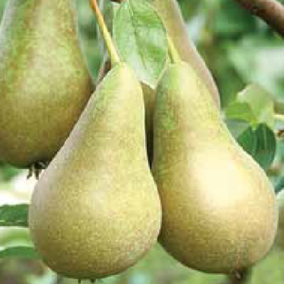 Pear 'Conference'