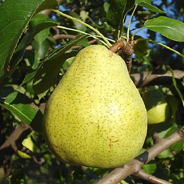 Pear 'Doyenne du Comice'