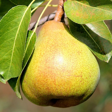 Pear 'Garden Wonder'