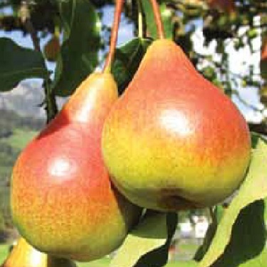 Pear 'Morettini Early'