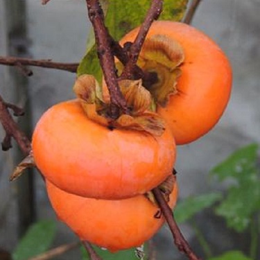 Persimmon 'Fuyu'