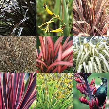 Phormium Assorted