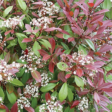 Photinia 'Red Robin'