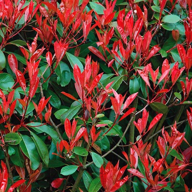 Photinia 'Red Blaze'