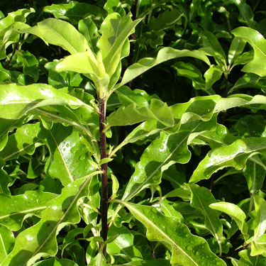 Pittosporum eugenioides