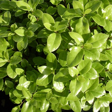 Pittosporum 'Fankies Folly'